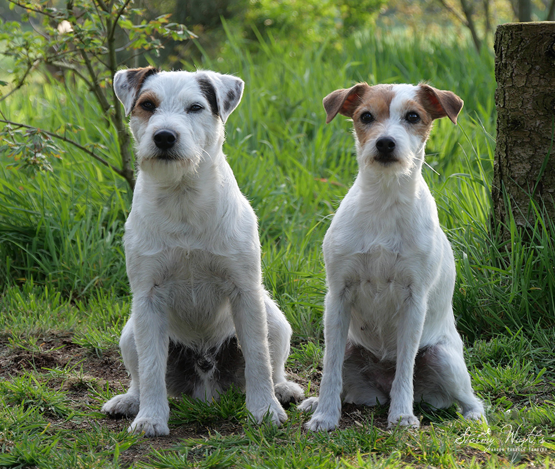 Parson Russell Terrier