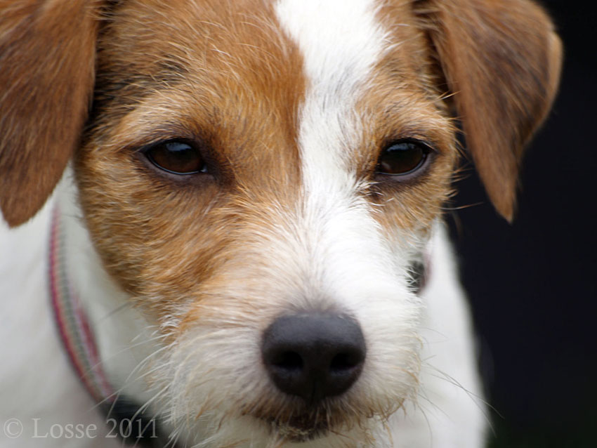 Augen Fokus Parson Russell Terrier