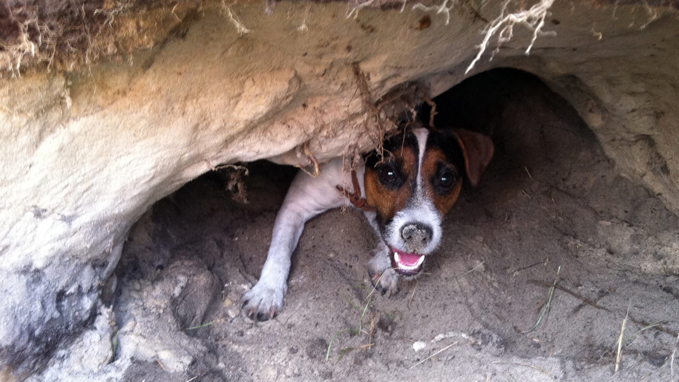 Parson Russell Terrier in Bewegung