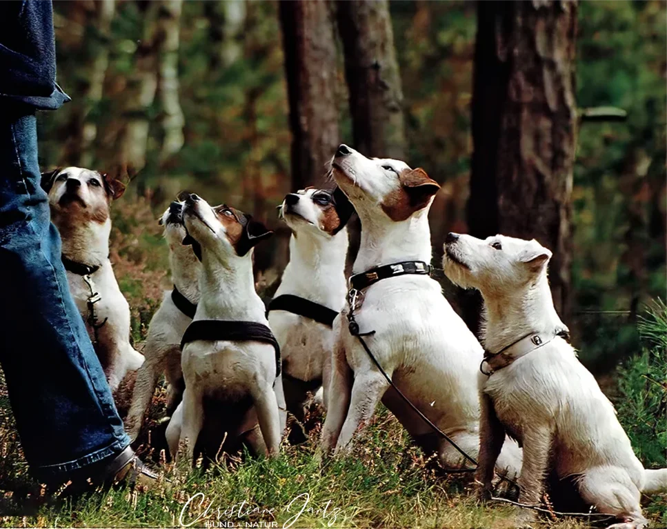 Parson Russell Terrier