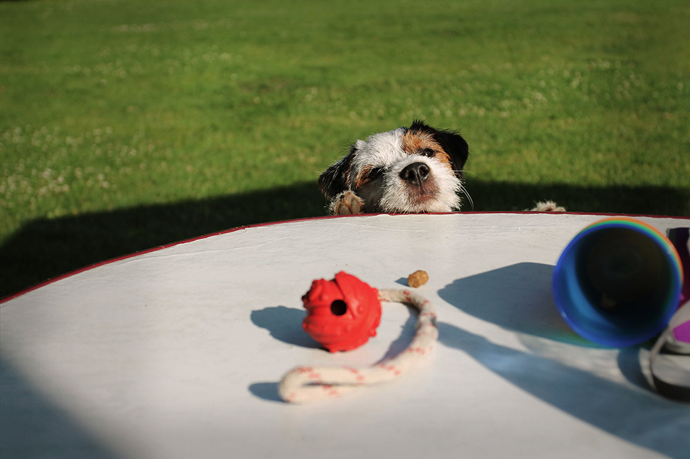 Parson Russell Terrier Welpe frech