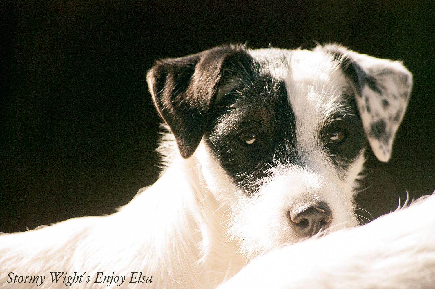 Parson Russell Terrier Hündin