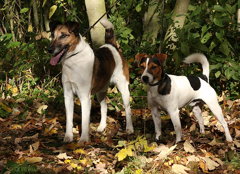 Glatthaar-Foxterrier und Jack Russell Terrier nach britischem Standard im Vergleich
