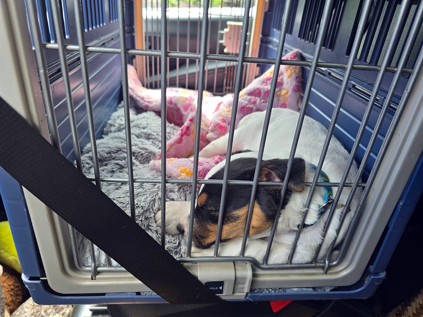 Parson Russell Terrier Welpe sicher im Auto