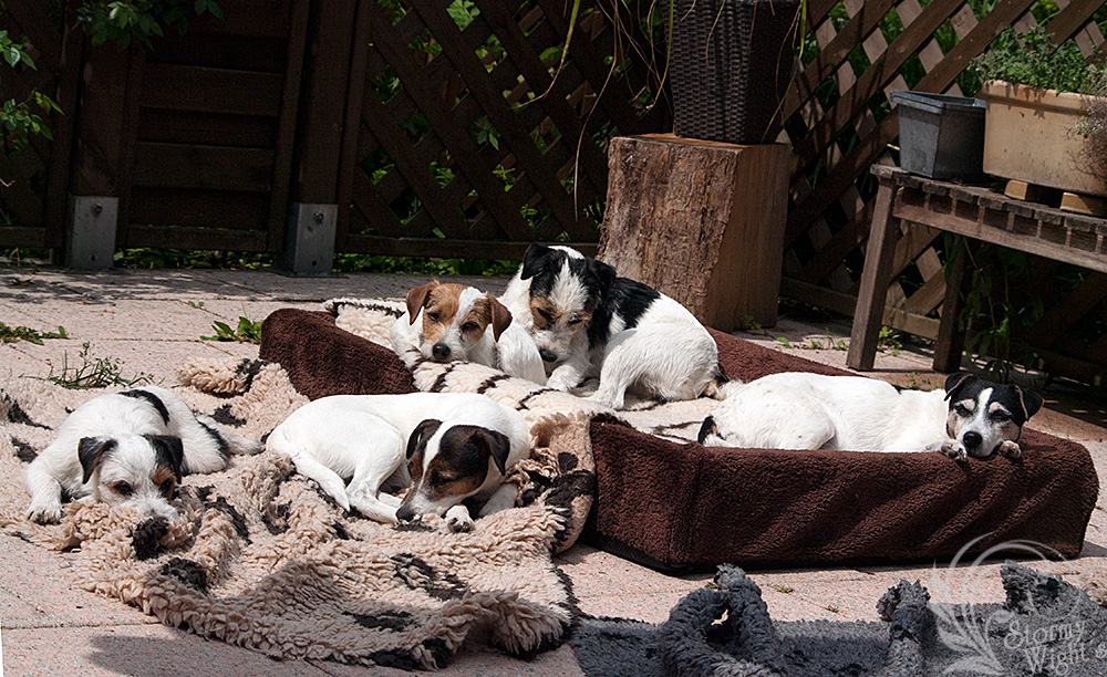 Parson Russell Terrier schlafen