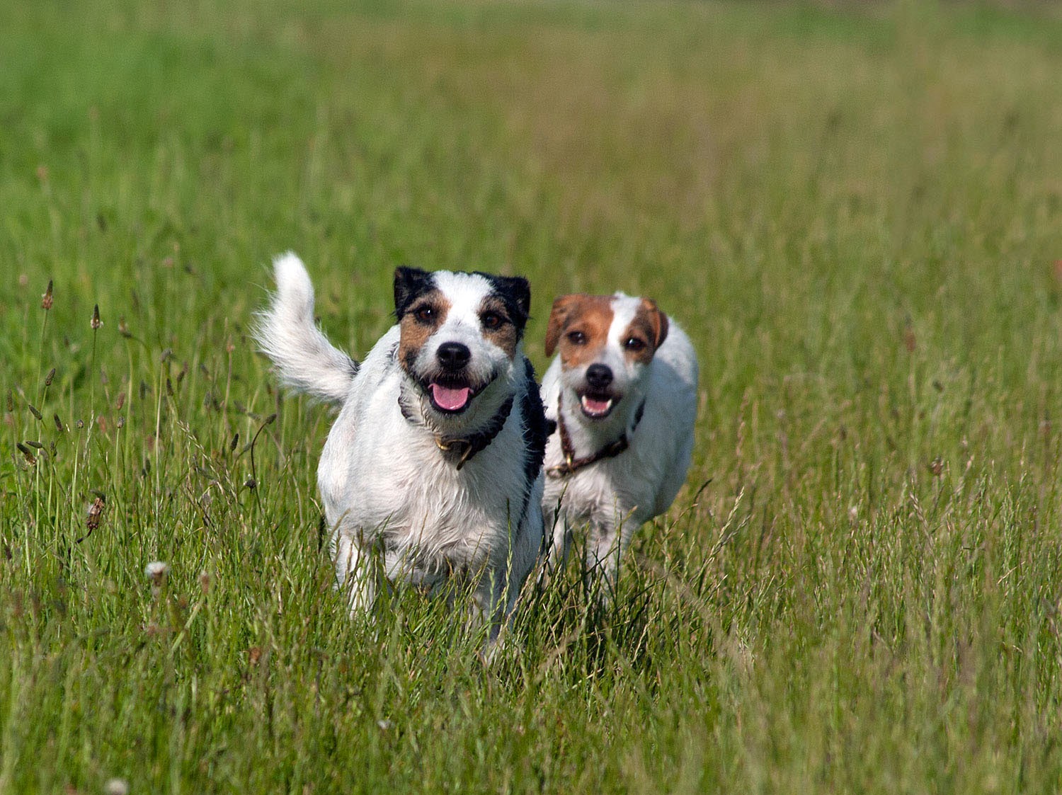 Parson Russell Terrier happy