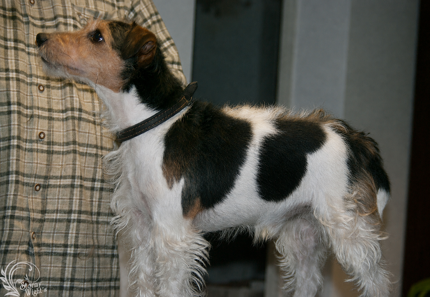 Parson Russell Terrier halb getrimmt