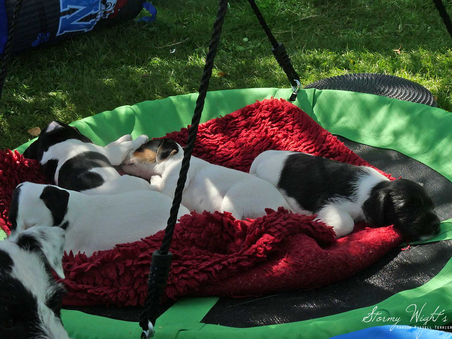 Zufriedene Parson Russell Terrier Welpen