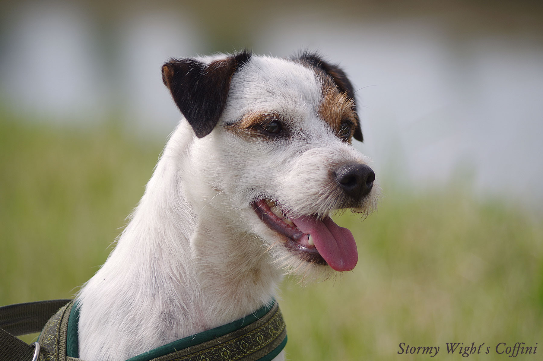 Parson Russell Terrier im Profil