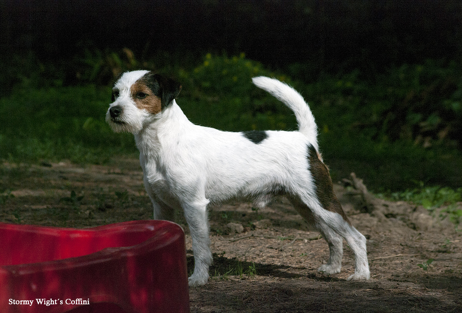 Parson Russell Terrier Rüde