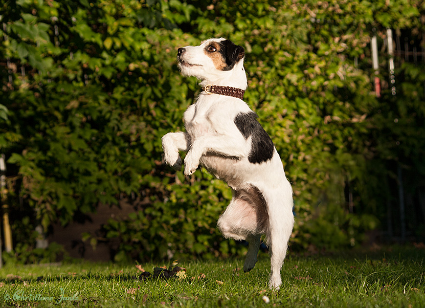 Parson Russell Terrier in Bewegung